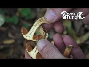 Conoscere i Funghi – Cortinarius Orellanus