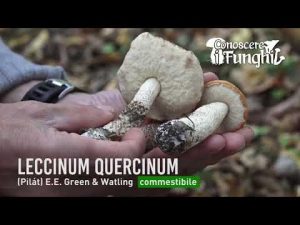 Conoscere i Funghi – Leccinum Quercinum