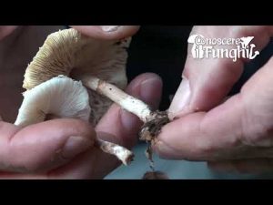 Conoscere i Funghi – Lepiota Cristata