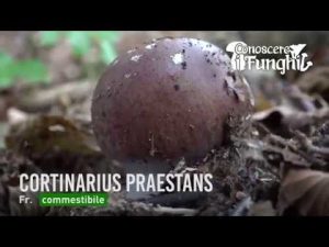 Conoscere i Funghi – Cortinarius Praestans