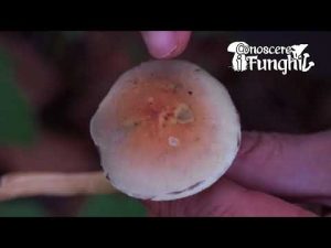 Conoscere i Funghi – Hypholoma Fasciculare