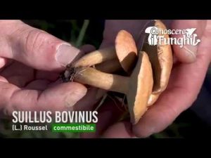 Conoscere i Funghi – Suillus Bovinus