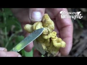 Conoscere i Funghi – Craterellus Melanoxeros