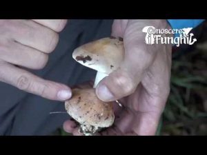Conoscere i Funghi – Hebeloma Sinapizans