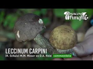 Conoscere i Funghi – Leccinum Carpini