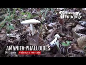 Conoscere i Funghi – Amanita Phalloides
