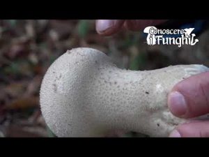 Conoscere i Funghi – Calvatia Excipuliformis