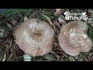 Conoscere i Funghi – Paxillus Involutus