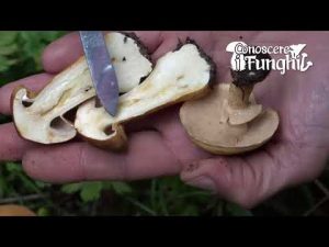 Conoscere i Funghi – Phaeolepiota aurea