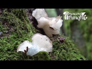 Conoscere i Funghi – Pseudohydnum gelatinosum