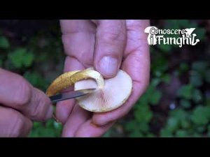 Conoscere i Funghi – Pholiota aurivella