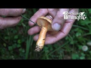 Conoscere i Funghi – Lactarius deterrimus
