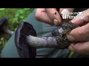 Conoscere i Funghi – Cortinarius violaceus