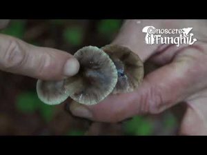 Conoscere i Funghi – Marasmius alliaceus