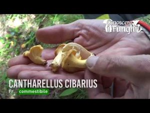 Conoscere i Funghi – Cantharellus cibarius