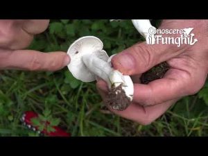 Conoscere i Funghi – Clitocybe connata