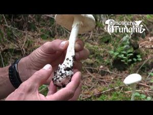 Conoscere i Funghi – Amanita virosa