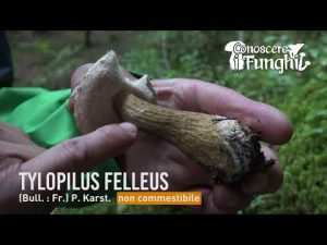 Conoscere i Funghi – Tylopilus felleus