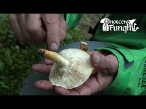 Conoscere i Funghi – Lactarius volemus