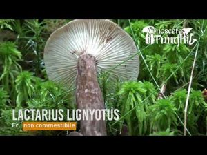 Conoscere i Funghi – Lactarius lignyotus