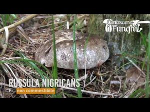 Conoscere i Funghi – Russula nigricans