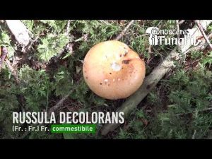 Conoscere i Funghi – Russula decolorans