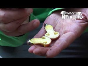 Conoscere i Funghi – Suillus grevillei