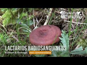 Conoscere i Funghi – Lactarius badiosanguineus