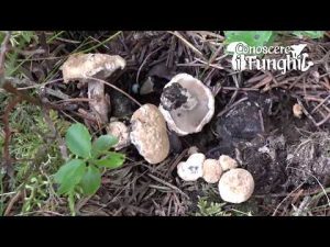Conoscere i Funghi – Asterophora lycoperdoides