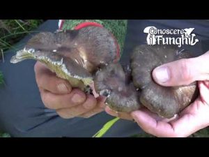 Conoscere i Funghi – Hygrophorus camarophyllus