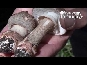 Conoscere i funghi – Amanita rubescens