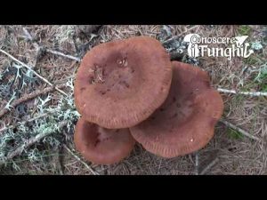 Conoscere i Funghi – Lactarius rufus