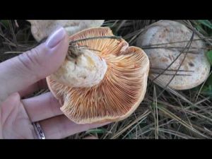 Lactarius deliciosus @ Conoscere i funghi 28.10.2016