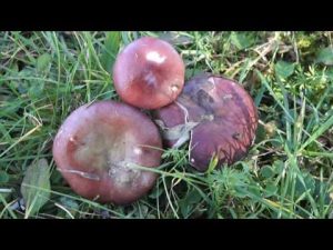 Russula queletii @ Conoscere i funghi 27.10.2016