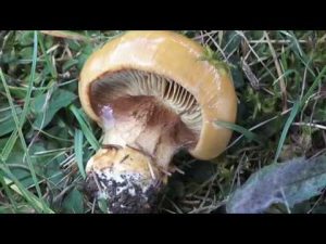 Cortinarius elegantior @ Conoscere i funghi 24.10.2016