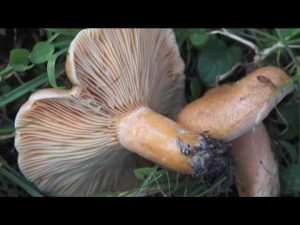 Lactarius deterrimus @ Conoscere i funghi 25.10.2016