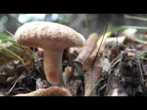 Lactarius torminosus @ Conoscere i funghi 19.10.2016