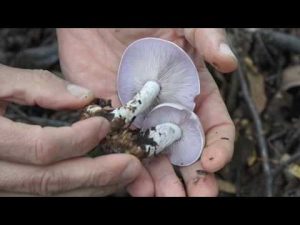 Lepista glaucocana @ Conoscere i funghi 18.10.2016