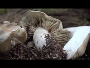 Tricholoma saponaceum @ Conoscere i funghi 17.10.2016