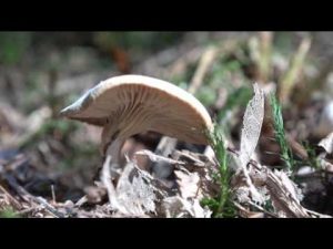 Clitocybe phaeophthalma @ Conoscere i funghi 14.10.2016