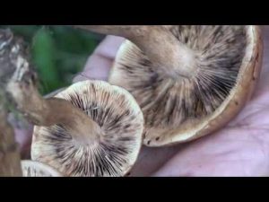 Tricholoma fulvum @ Conoscere i funghi 13.10.2016