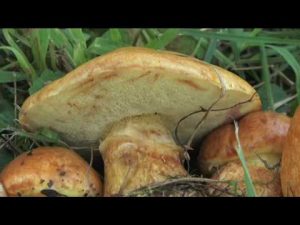 Suillus grevillei e viscidus @ Conoscere i funghi 11.10.2016