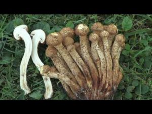 Pholiota squarrosa @ Conoscere i funghi 10.10.2016