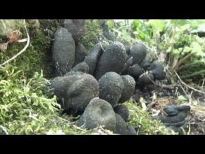 Xylaria polymorpha @ Conoscere i funghi 07.10.216