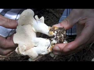 Hydnum repandum @ Conoscere i funghi 30.09.2016