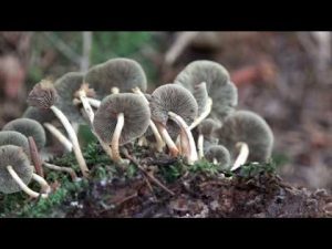 Hypholoma fasciculare @ Conoscere i funghi 29.09.2016