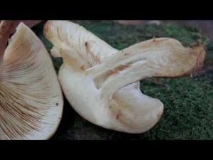 Tricholomopsis rutilans @ Conoscere i funghi 27.09.2016