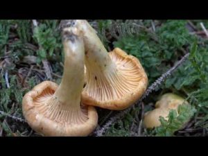 Cantharellus cibarius @ Conoscere i funghi 22.09.2016