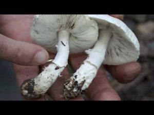 Lepiota ignivolvata @ Conoscere i funghi 24.09.2016