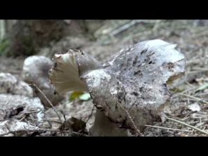 Russula nigricans @ Conoscere i funghi 13.09.2016